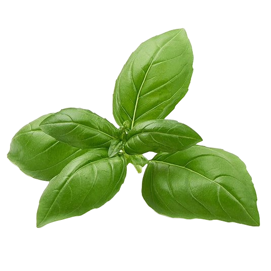 Basil